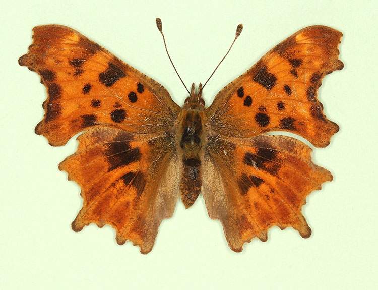 Polygonia c-album female (aberrant form obscura) (Internet Image property of respective owner, non-commercial use only)